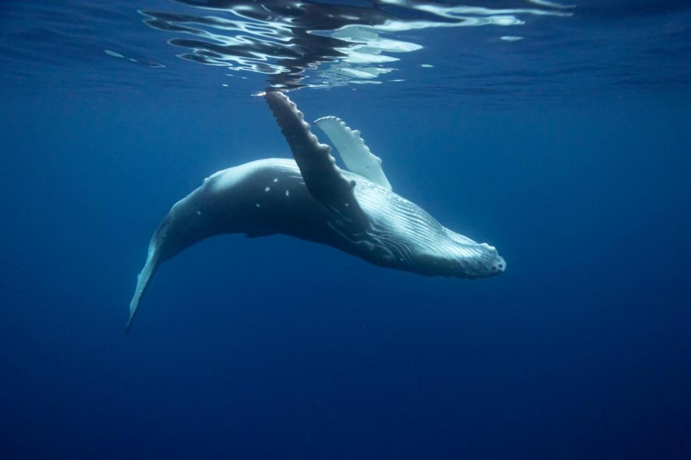 Maui Homestay Vue Ocean Exceptionnelle & Baleines En Saison Tohautu Luaran gambar